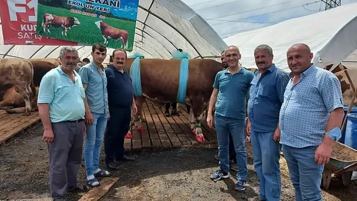 İstanbul'a götürülen kurbanlıkların yüzde 80'i satıldı