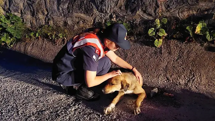 Yaralı köpek için seferber oldular