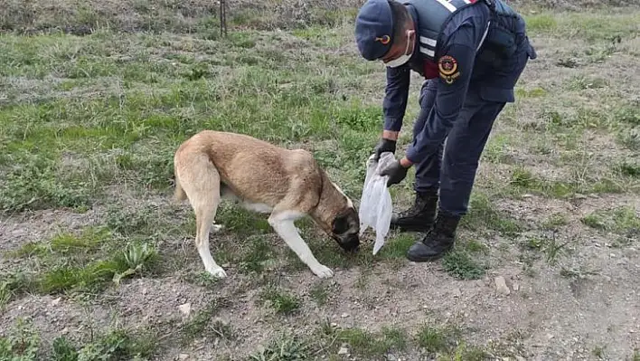 Jandarma sokak köpeklerine sahip çıkıyor