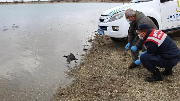 Jandarmanın tedavi ettirdiği sakarmeke kuşu doğaya salındı