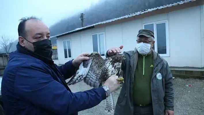 Yaralı halde bulunan şahin tedavi altına alındı