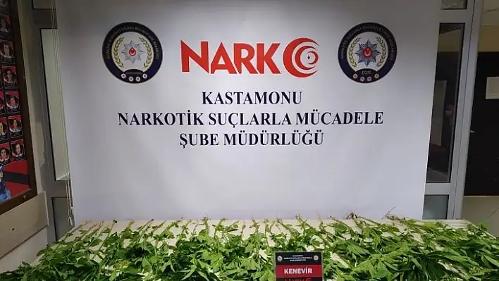 Kastamonu'da 46 kök kenevir bitkisi yakalandı