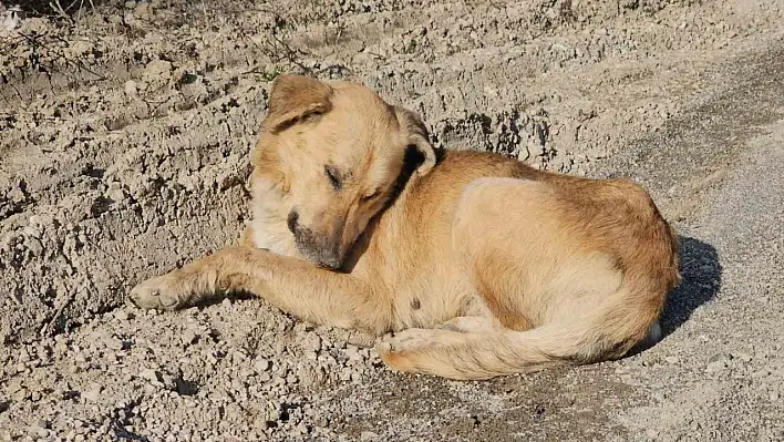 10 köpek uyuşturularak araziye atıldı