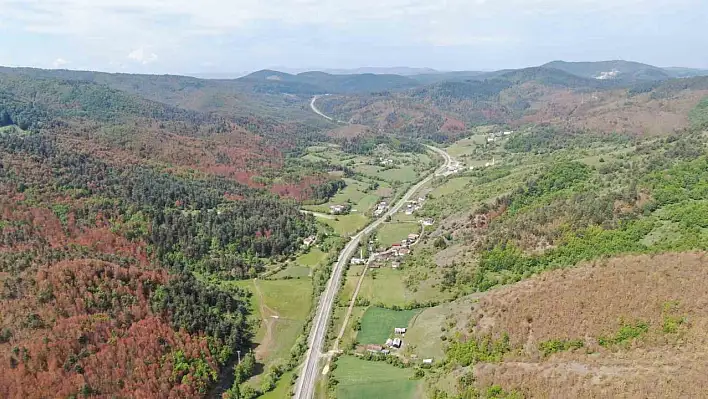 Kahverengiye bürünen ormanlarla ilgili açıklama