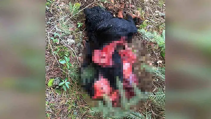 Kastamonu'da kurtlar, köpeği parçaladı