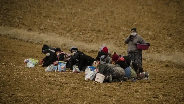 Kastamonu'da sarımsak üreticileri yağmur bekliyor