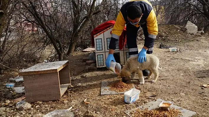 Sokak hayvanları için 14 ton mama harcandı