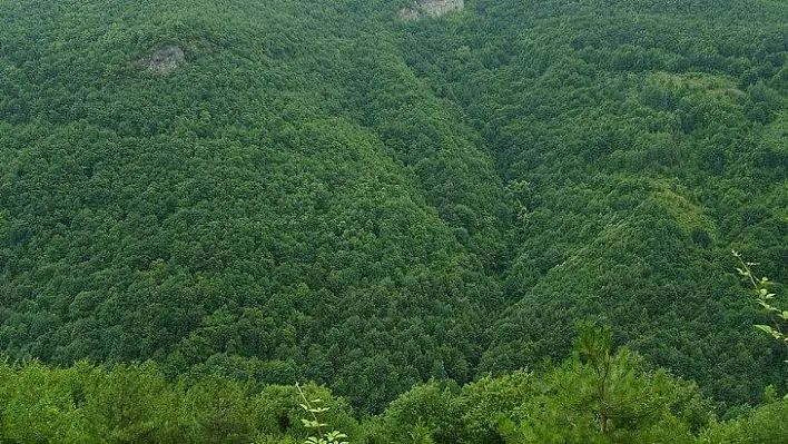 Kastamonu'da vatandaşların ormanlık alanlara girişi yasaklandı