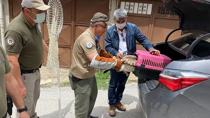 Kastamonu'da yaralı bulunan doğan korumaya alındı