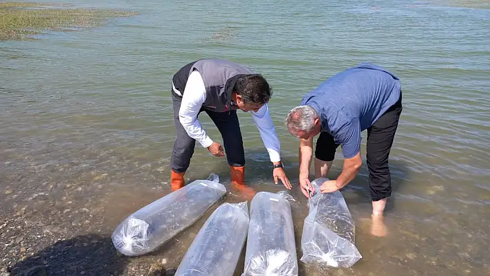 Kastamonu'daki göletlere 158 bin balık bırakıldı