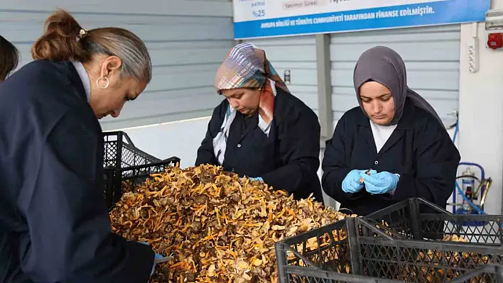 Kastamonu'dan Avrupa'ya mantar ihracatı