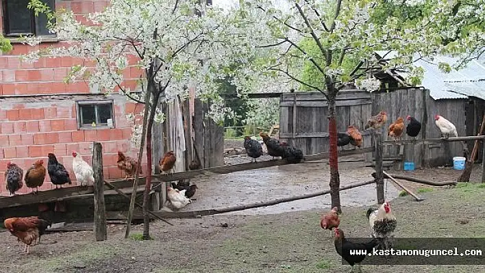 Kastamonu'da Kuş Gribi Vakası