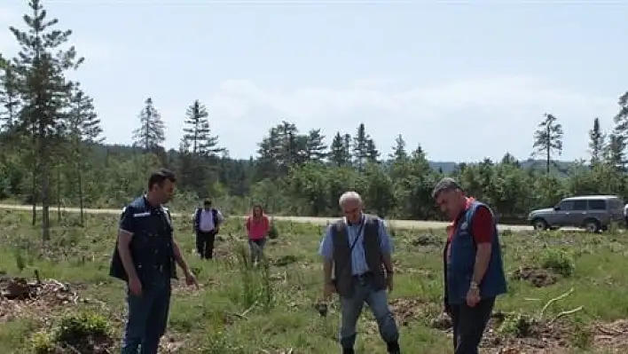 Kastamonu'da Devrik Sahaları Yeşerdi