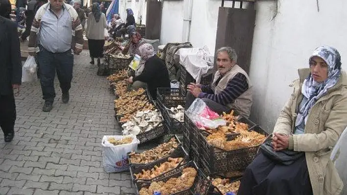 Kastamonu'da Mantar Bolluğu Yaşanıyor