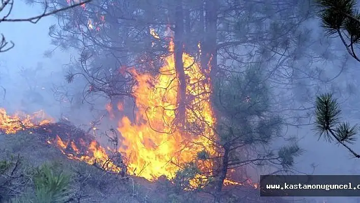 Kastamonu'da Orman Yangını