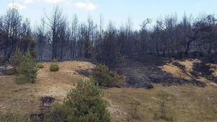 Kastamonu'da Orman Yangını