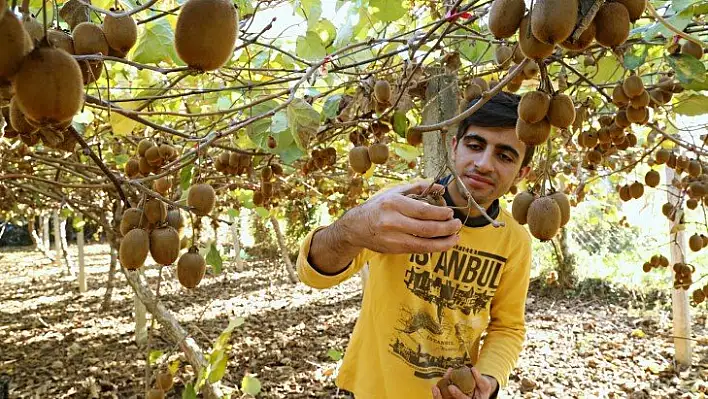 Kastamonulu üretici kivi hasadından memnun