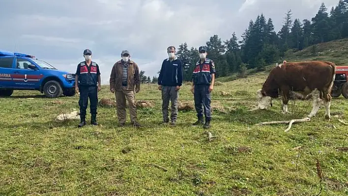 Kaybettiği hayvanları 5 km uzakta bulundu