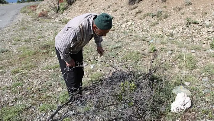 Kendini doğaya adayarak iki yılda 200 yabani meyveyi aşıladı