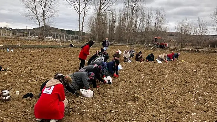 Kızılay gönüllüleri tarlada çalışan kadınlarla sarımsak dikti