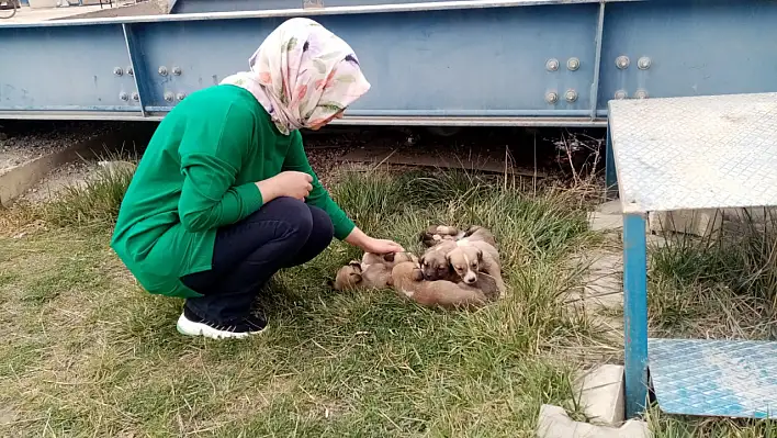 Köpek ve 8 yavrusuna işçiler sahip çıktı