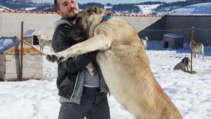 Köpek sevgisi öğretmenliği bıraktırdı