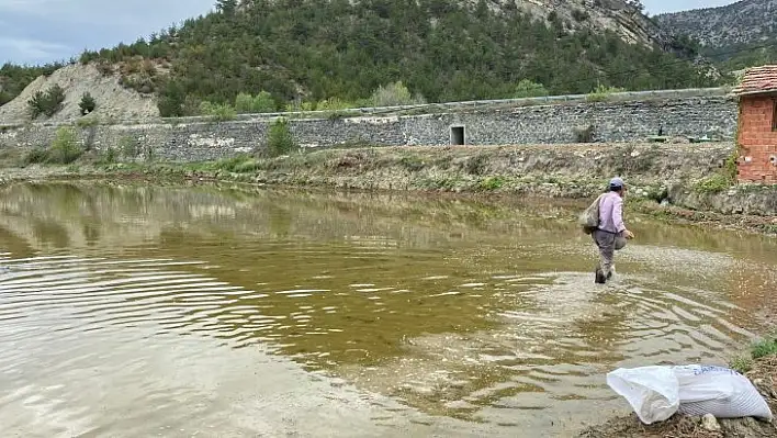 Köylerde çeltik ekimine başlandı