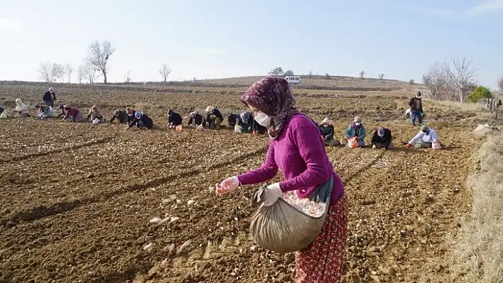 Taşköprü sarımsağı bu yıl toprakla erken buluştu