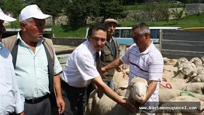 Merinos Irkı Damızlık Koç Dağıtımı