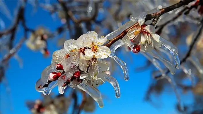 Meteorolojiden 'zirai don' uyarısı