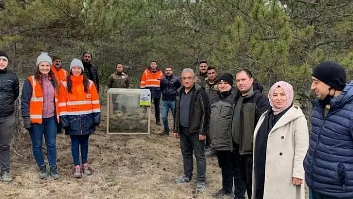 Orman ekiplerine 'çam kese böceği' eğitimi