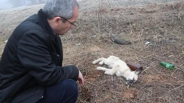 Ormana terk edilen sokak hayvanlarına kaymakam şefkati