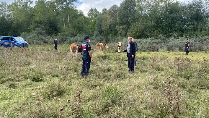 Kaybolan hayvanları jandarma buldu