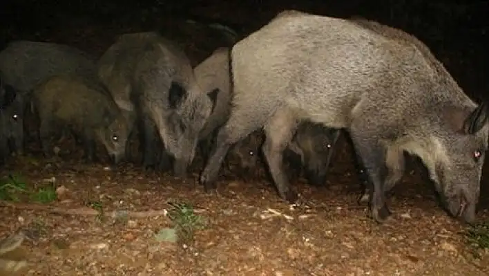 Otomobil Domuz Sürüsünün Arasına Daldı