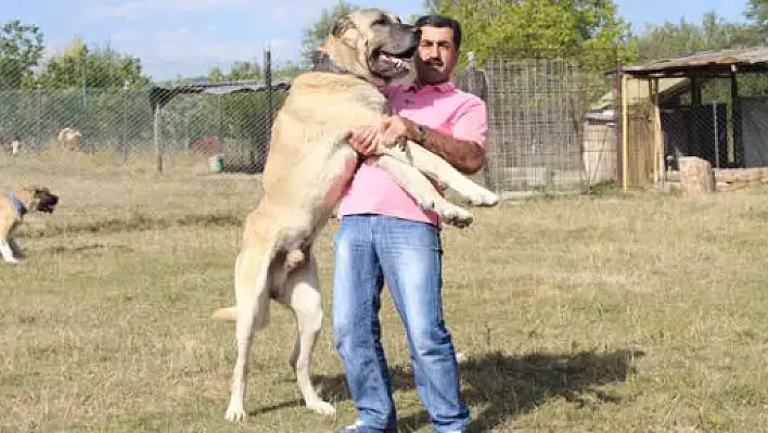 Otomobil Parasına Köpek Satın Aldı 