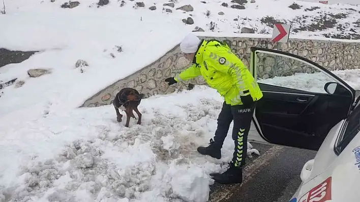 Yaralı köpeğin hayatını kurtardılar