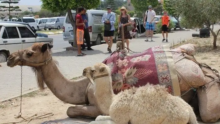 Ramazan ayı deve turcularını sevindirdi