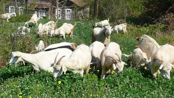 Saanen Keçiler Umut Veriyor