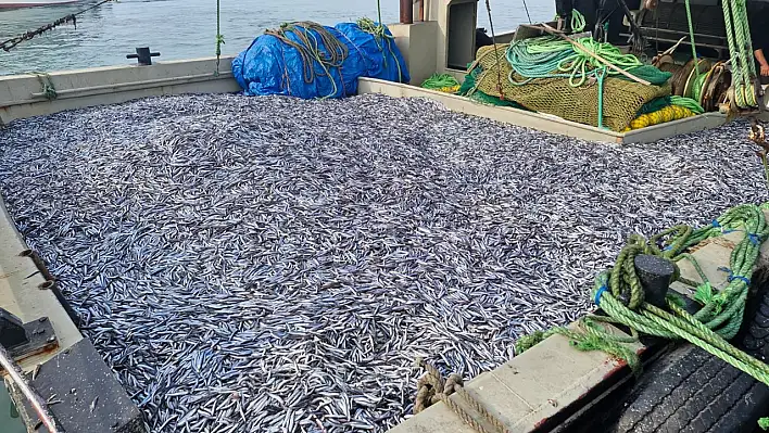 Sahilden 1000 ton hamsi çıktı