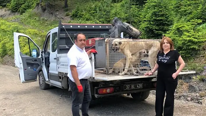 Sahipsiz köpekler korumaya alındı