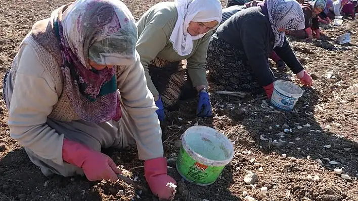 Sarımsağın ekim dönemi başladı