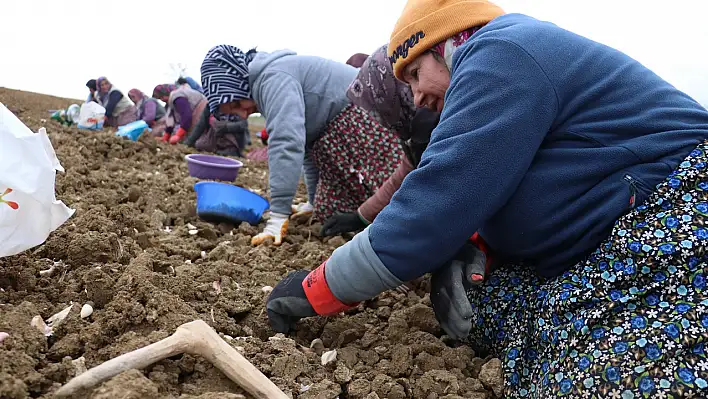 Sarımsak bu yıl toprakla erken buluştu