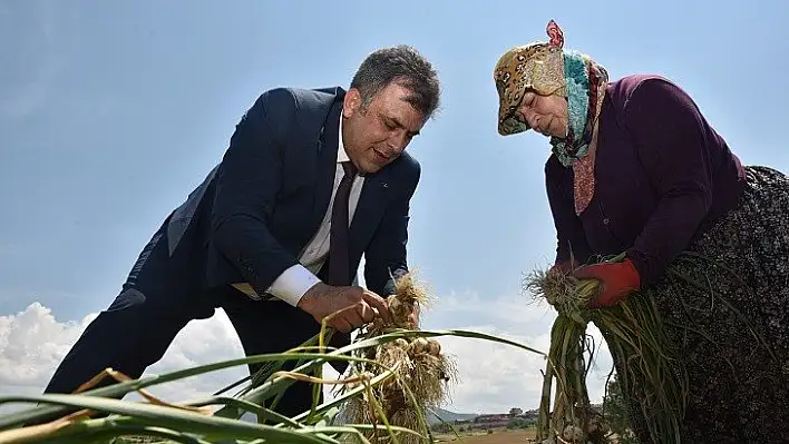 Sarımsak hasadı başladı