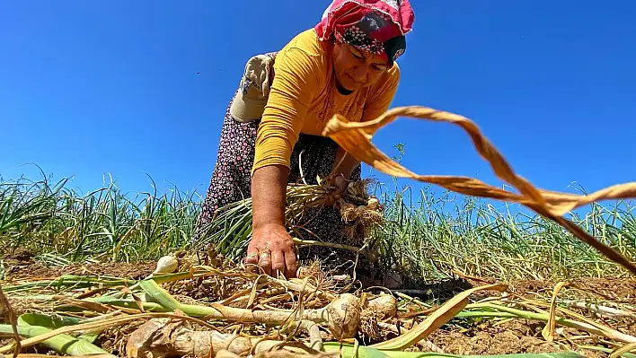 Sarımsak hasadı başladı