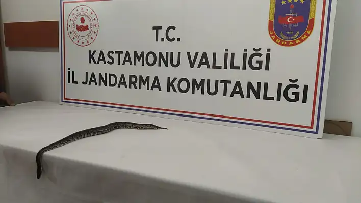 Satılmaya çalışılan pitona el konuldu