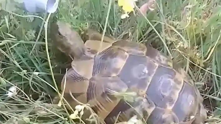 Sıcaktan bitkin düşen kaplumbağaya su içirdi