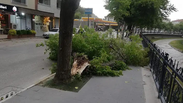 Şiddetli rüzgar ağacı devirdi