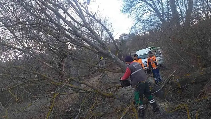 Tosya'da şiddetli rüzgar ağaçları devirdi