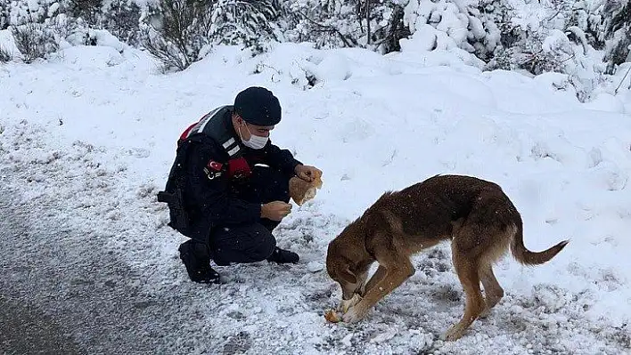 Sokak hayvanlarına jandarma sahip çıktı