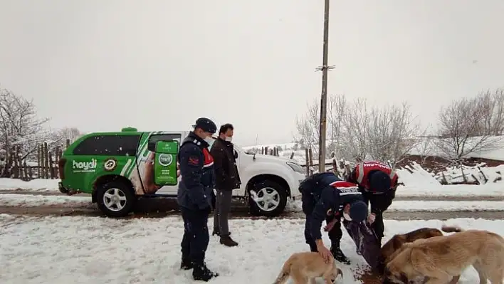 Sokak hayvanlarına jandarma şefkati